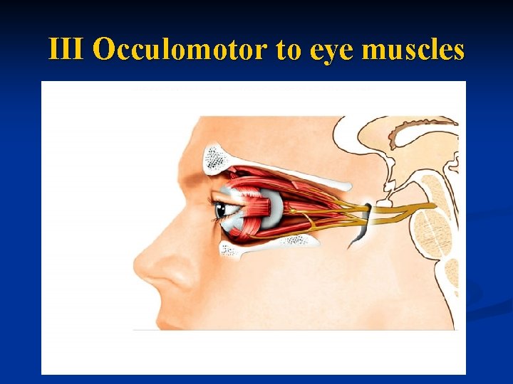 III Occulomotor to eye muscles 