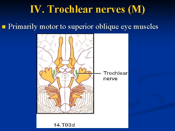 IV. Trochlear nerves (M) n Primarily motor to superior oblique eye muscles 