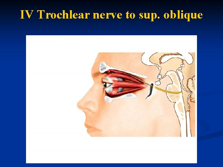 IV Trochlear nerve to sup. oblique 