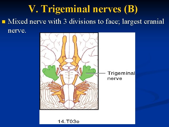 V. Trigeminal nerves (B) n Mixed nerve with 3 divisions to face; largest cranial