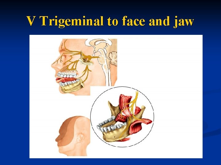 V Trigeminal to face and jaw 