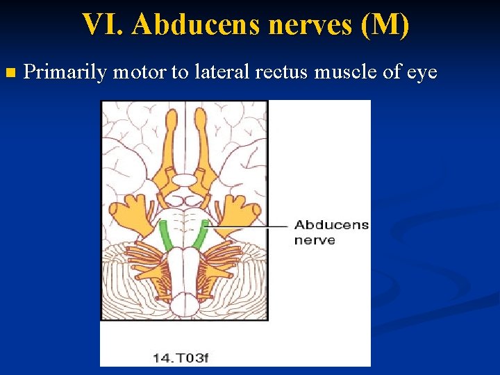 VI. Abducens nerves (M) n Primarily motor to lateral rectus muscle of eye 