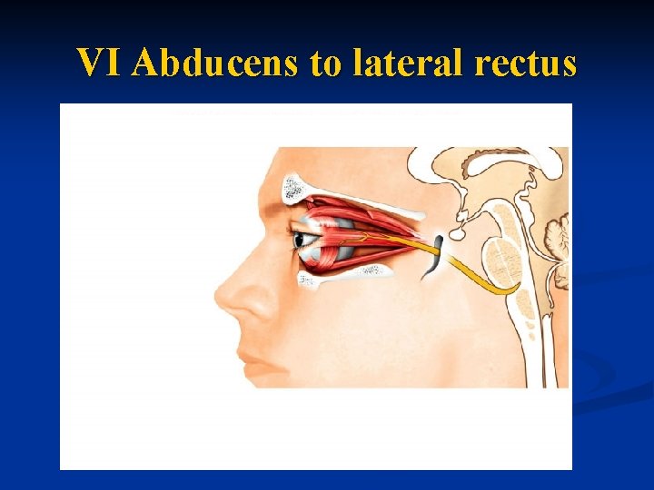 VI Abducens to lateral rectus 