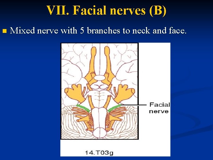 VII. Facial nerves (B) n Mixed nerve with 5 branches to neck and face.