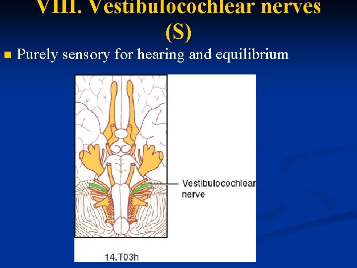 VIII. Vestibulocochlear nerves (S) n Purely sensory for hearing and equilibrium 