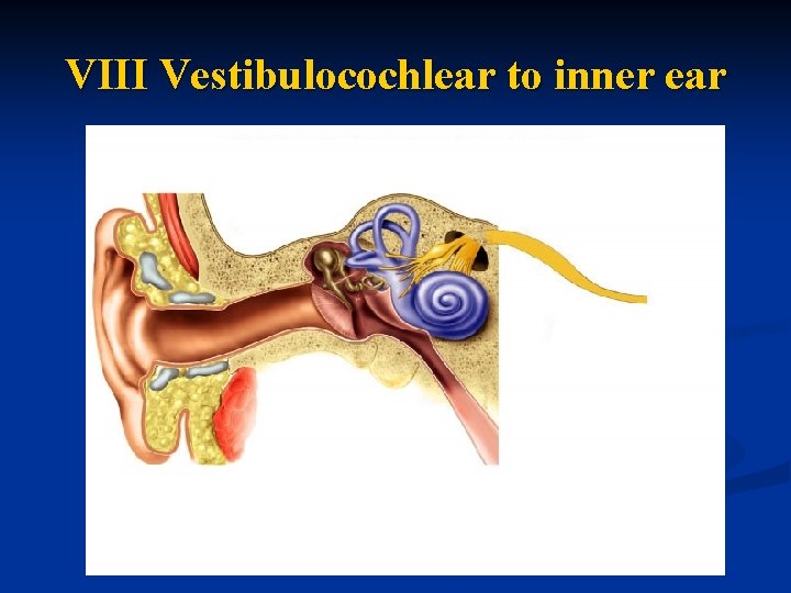 VIII Vestibulocochlear to inner ear 