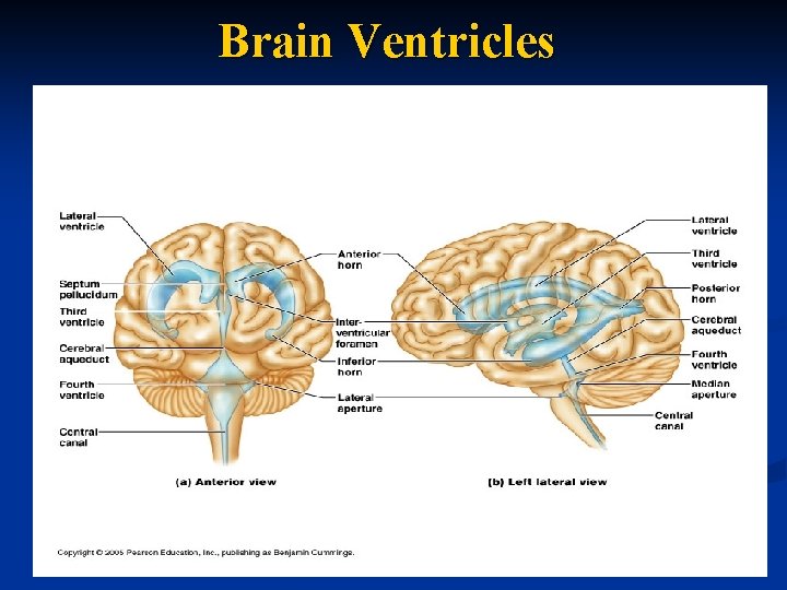 Brain Ventricles 