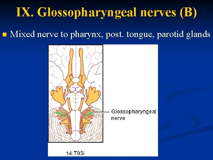 IX. Glossopharyngeal nerves (B) n Mixed nerve to pharynx, post. tongue, parotid glands 