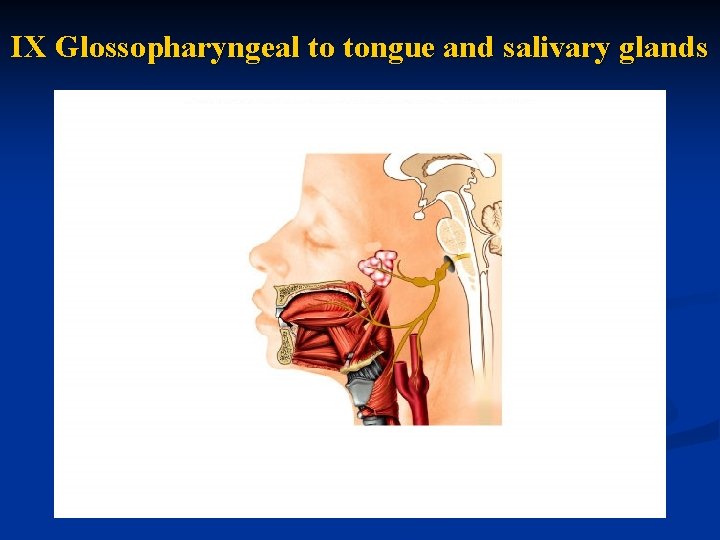 IX Glossopharyngeal to tongue and salivary glands 