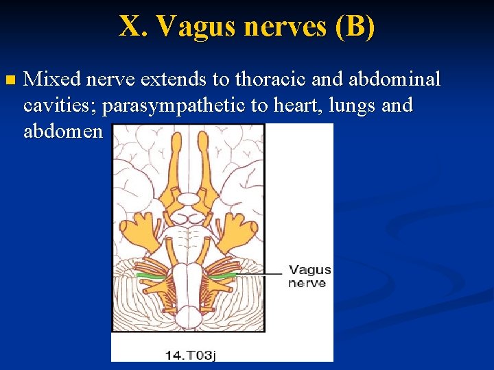 X. Vagus nerves (B) n Mixed nerve extends to thoracic and abdominal cavities; parasympathetic