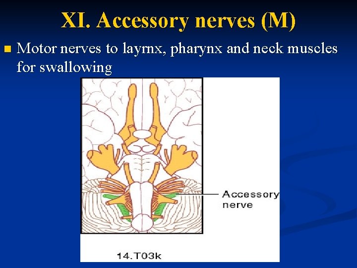 XI. Accessory nerves (M) n Motor nerves to layrnx, pharynx and neck muscles for