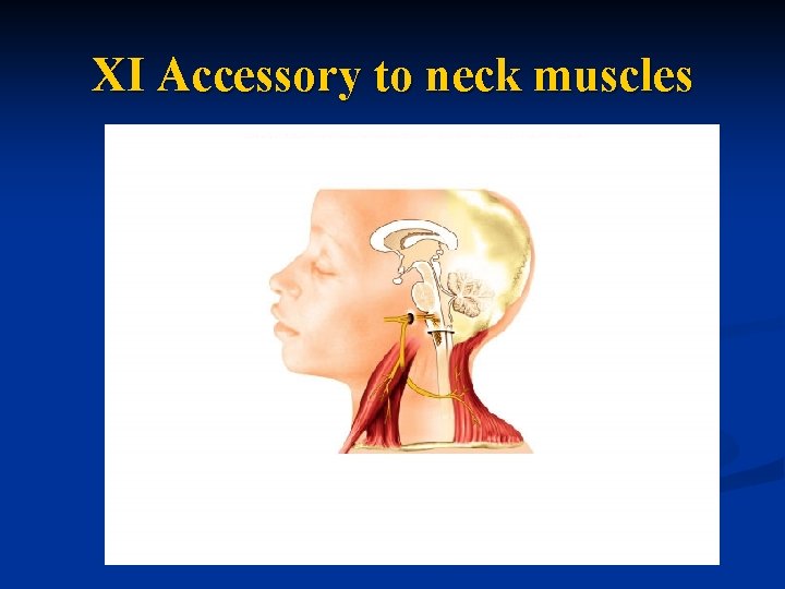 XI Accessory to neck muscles 