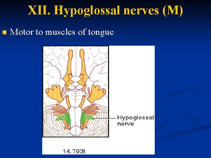 XII. Hypoglossal nerves (M) n Motor to muscles of tongue 
