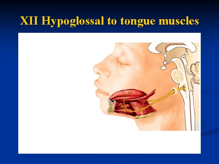 XII Hypoglossal to tongue muscles 