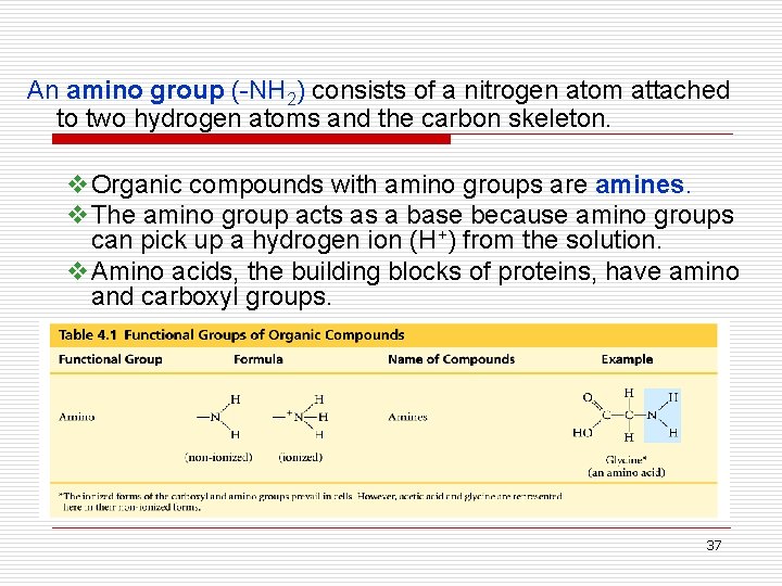 An amino group (-NH 2) consists of a nitrogen atom attached to two hydrogen
