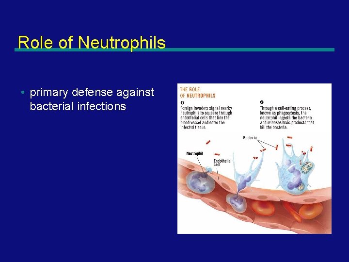 Role of Neutrophils • primary defense against bacterial infections 11 