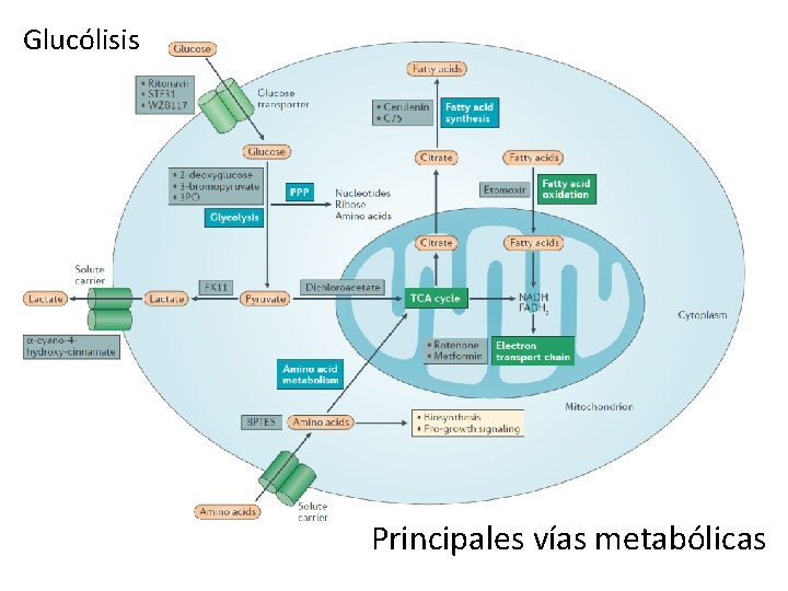 Glucólisis Principales vías metabólicas 