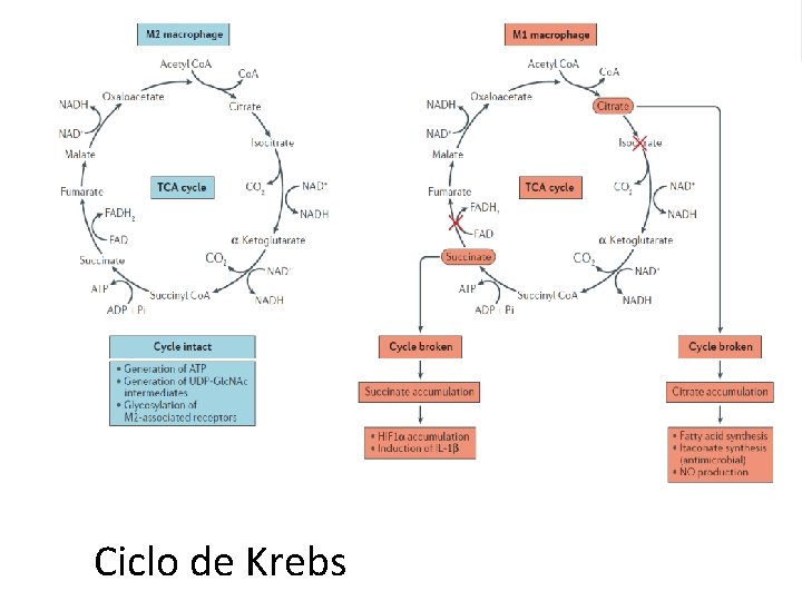 Ciclo de Krebs 