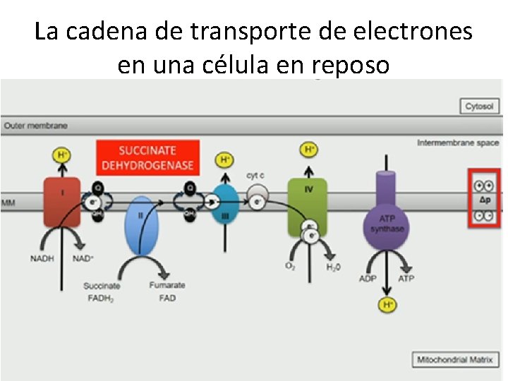 La cadena de transporte de electrones en una célula en reposo 