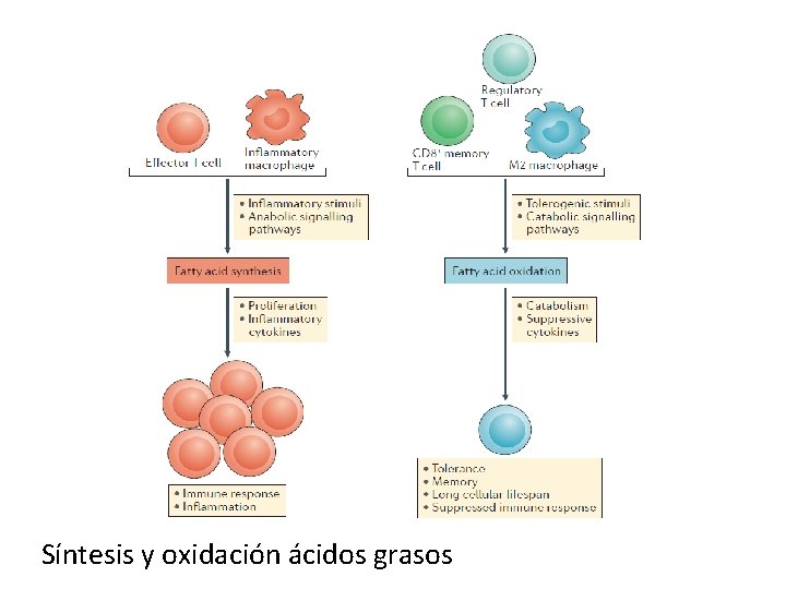 Síntesis y oxidación ácidos grasos 