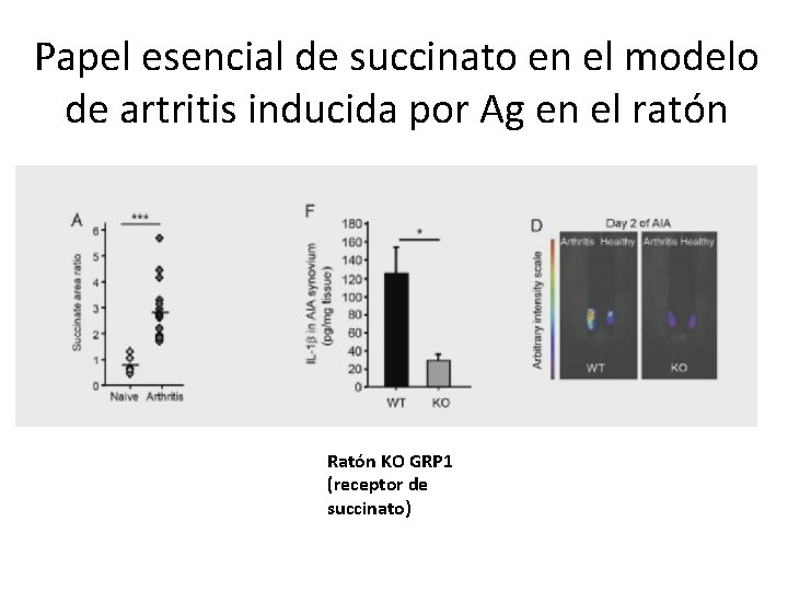 Papel esencial de succinato en el modelo de artritis inducida por Ag en el