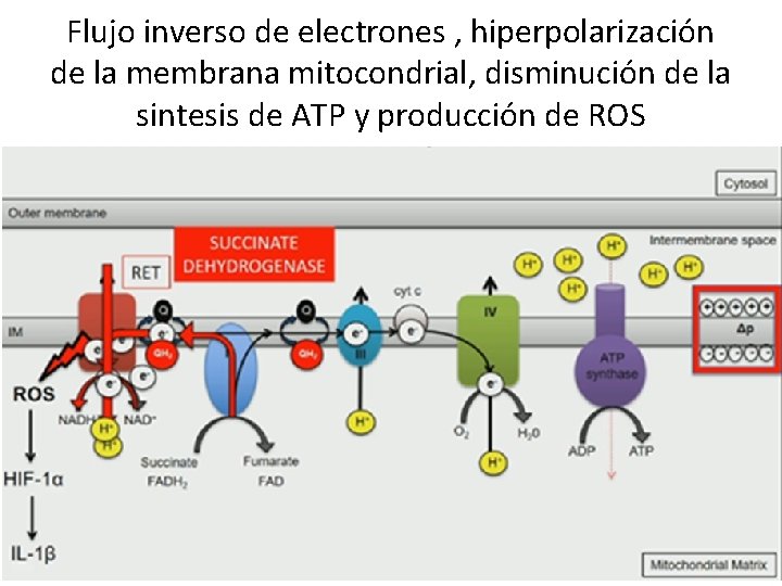 Flujo inverso de electrones , hiperpolarización de la membrana mitocondrial, disminución de la sintesis