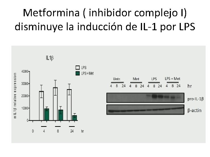 Metformina ( inhibidor complejo I) disminuye la inducción de IL-1 por LPS 