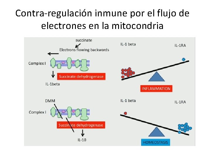 Contra-regulación inmune por el flujo de electrones en la mitocondria 