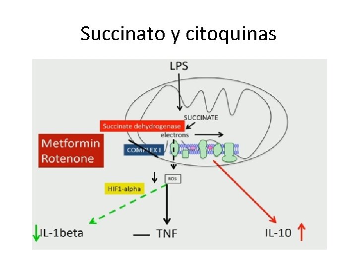 Succinato y citoquinas 