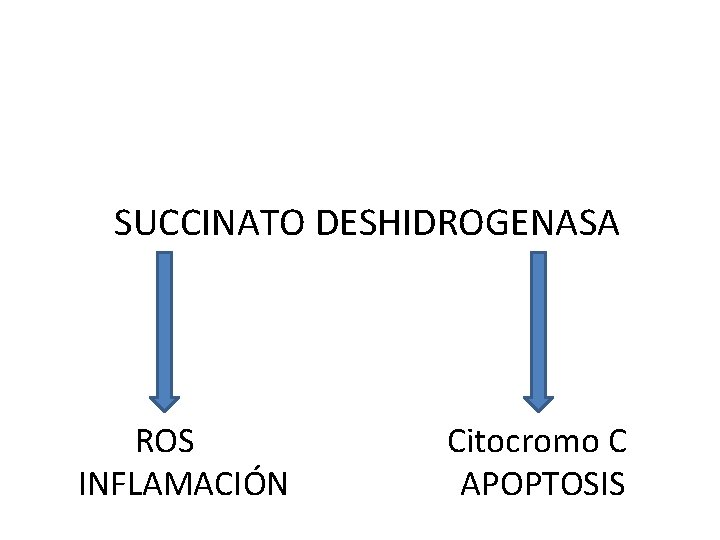 SUCCINATO DESHIDROGENASA ROS INFLAMACIÓN Citocromo C APOPTOSIS 