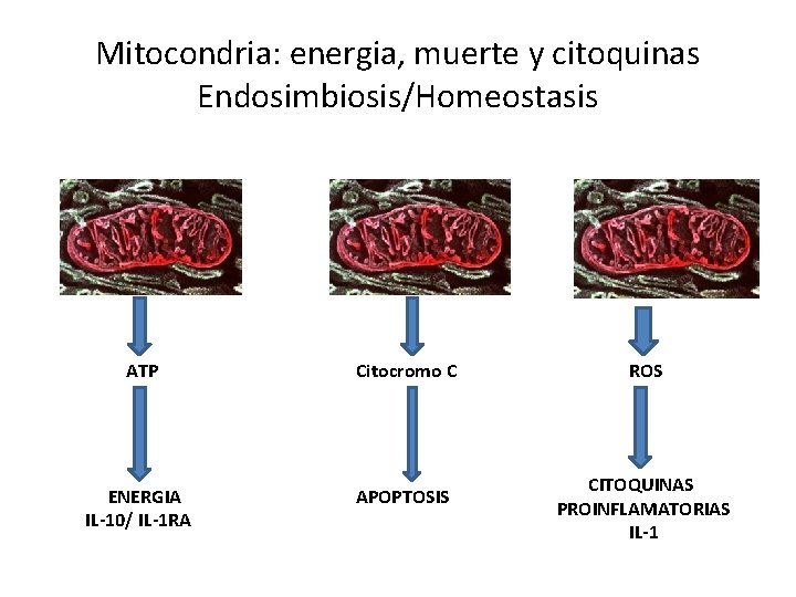 Mitocondria: energia, muerte y citoquinas Endosimbiosis/Homeostasis ATP Citocromo C ENERGIA IL-10/ IL-1 RA APOPTOSIS