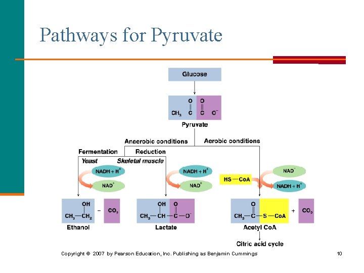 Pathways for Pyruvate Copyright © 2007 by Pearson Education, Inc. Publishing as Benjamin Cummings