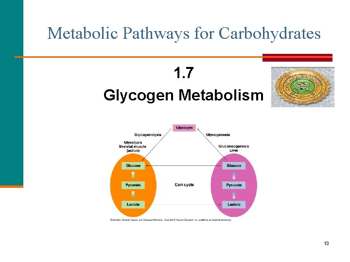 Metabolic Pathways for Carbohydrates 1. 7 Glycogen Metabolism 13 