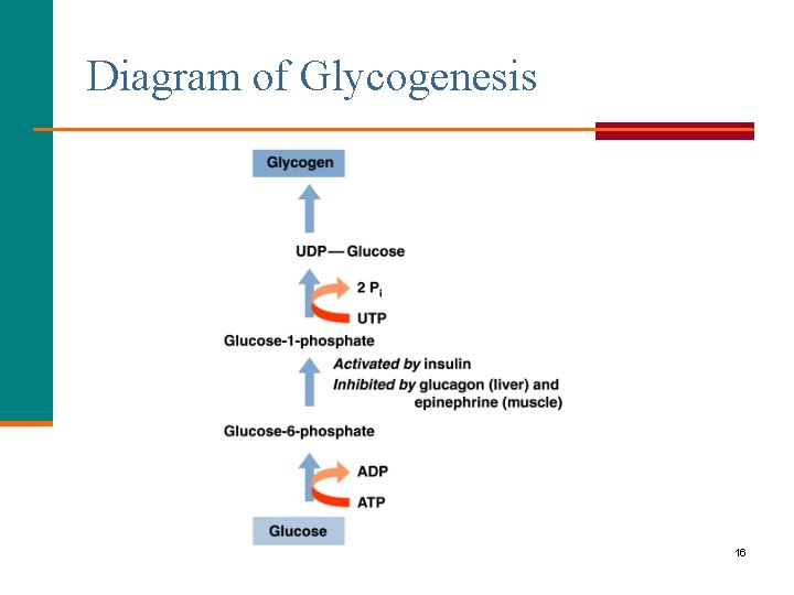 Diagram of Glycogenesis 16 