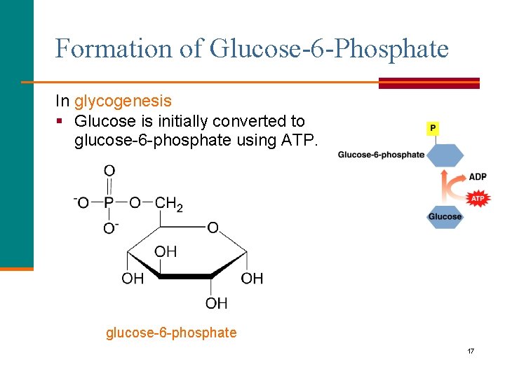 Formation of Glucose-6 -Phosphate In glycogenesis § Glucose is initially converted to glucose-6 -phosphate
