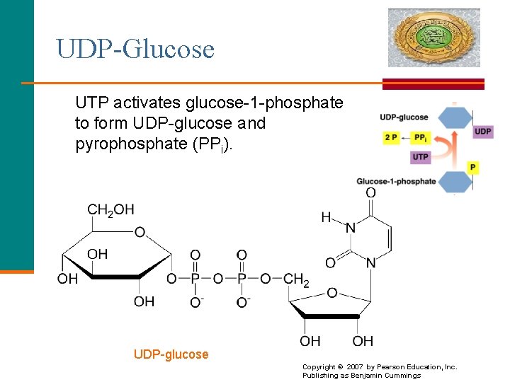 UDP-Glucose UTP activates glucose-1 -phosphate to form UDP-glucose and pyrophosphate (PPi). UDP-glucose 19 Copyright