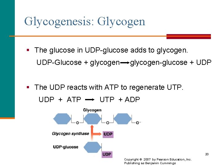 Glycogenesis: Glycogen § The glucose in UDP-glucose adds to glycogen. UDP-Glucose + glycogen-glucose +