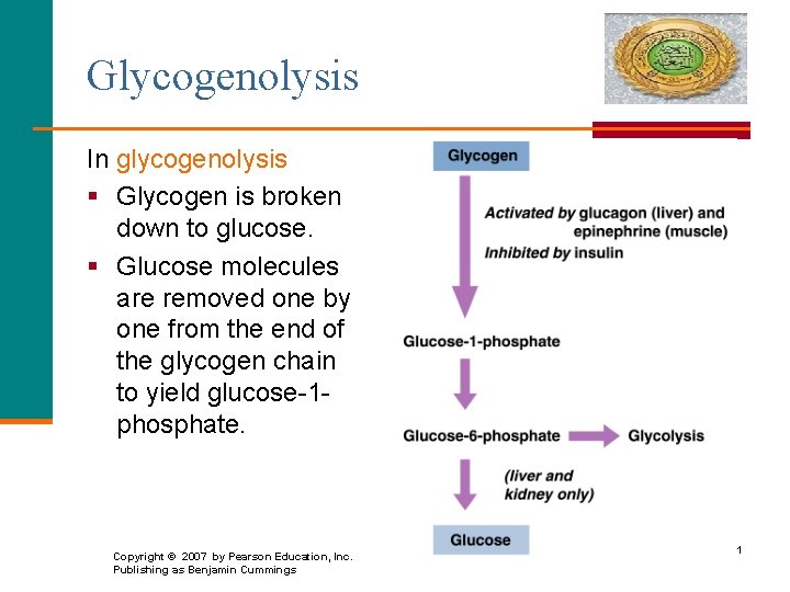 Glycogenolysis In glycogenolysis § Glycogen is broken down to glucose. § Glucose molecules are