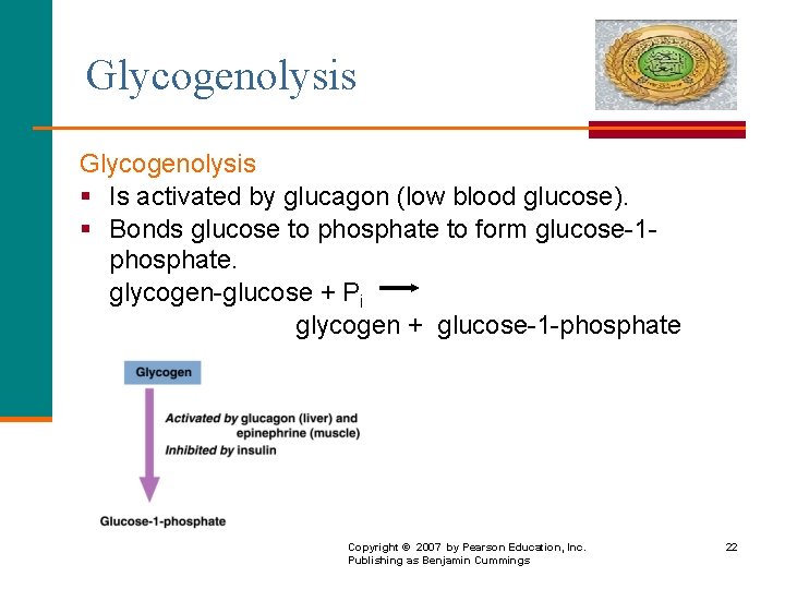 Glycogenolysis § Is activated by glucagon (low blood glucose). § Bonds glucose to phosphate