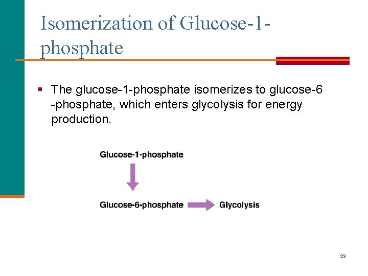 Isomerization of Glucose-1 phosphate § The glucose-1 -phosphate isomerizes to glucose-6 -phosphate, which enters