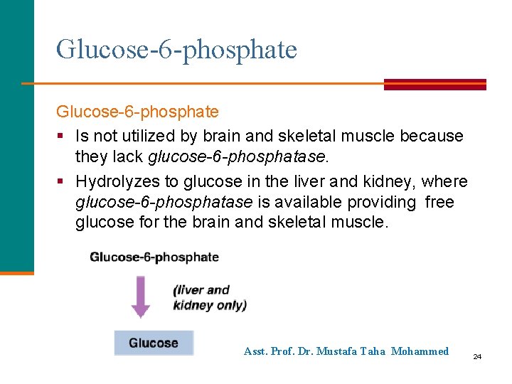 Glucose-6 -phosphate § Is not utilized by brain and skeletal muscle because they lack