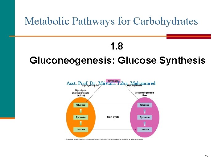 Metabolic Pathways for Carbohydrates 1. 8 Gluconeogenesis: Glucose Synthesis Asst. Prof. Dr. Mustafa Taha