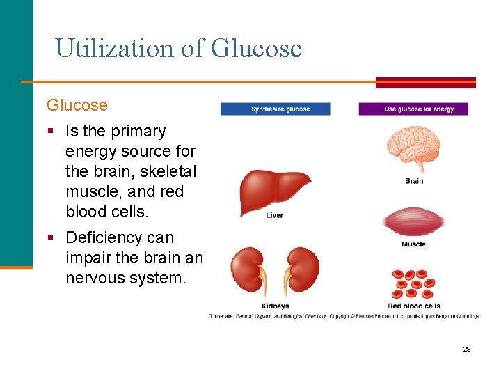 Utilization of Glucose § Is the primary energy source for the brain, skeletal muscle,