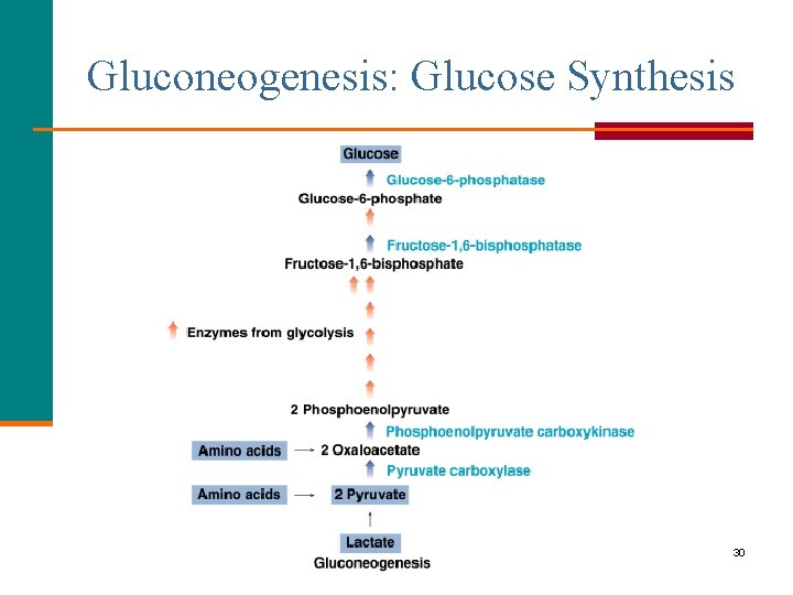 Gluconeogenesis: Glucose Synthesis 30 