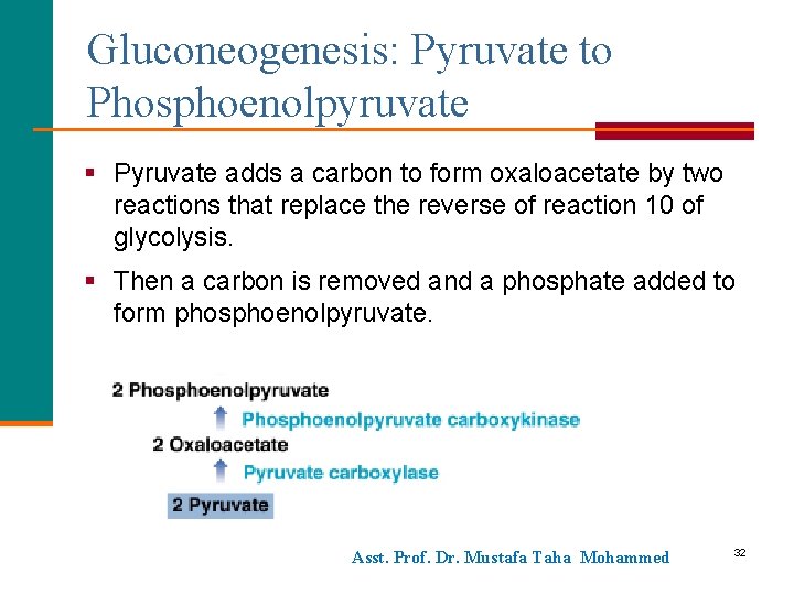 Gluconeogenesis: Pyruvate to Phosphoenolpyruvate § Pyruvate adds a carbon to form oxaloacetate by two