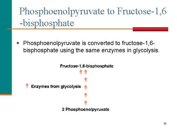 Phosphoenolpyruvate to Fructose-1, 6 -bisphosphate § Phosphoenolpyruvate is converted to fructose-1, 6 bisphosphate using