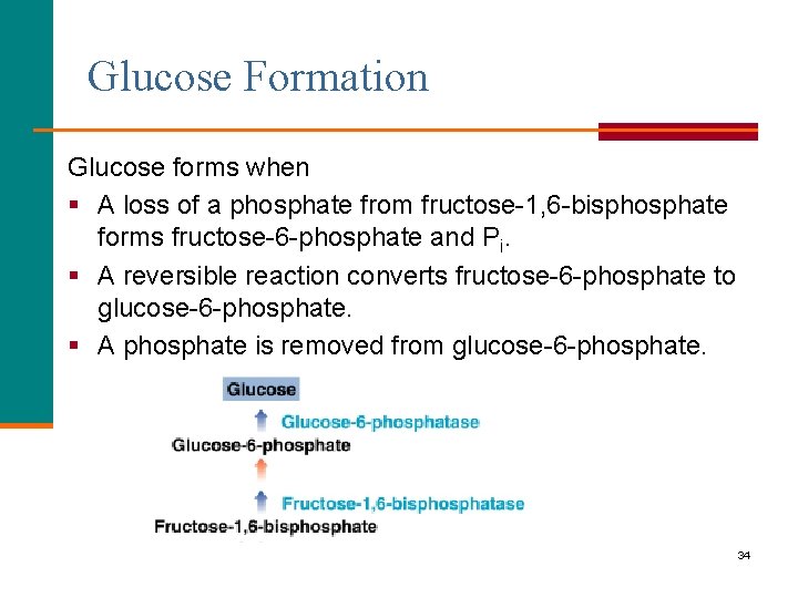 Glucose Formation Glucose forms when § A loss of a phosphate from fructose-1, 6