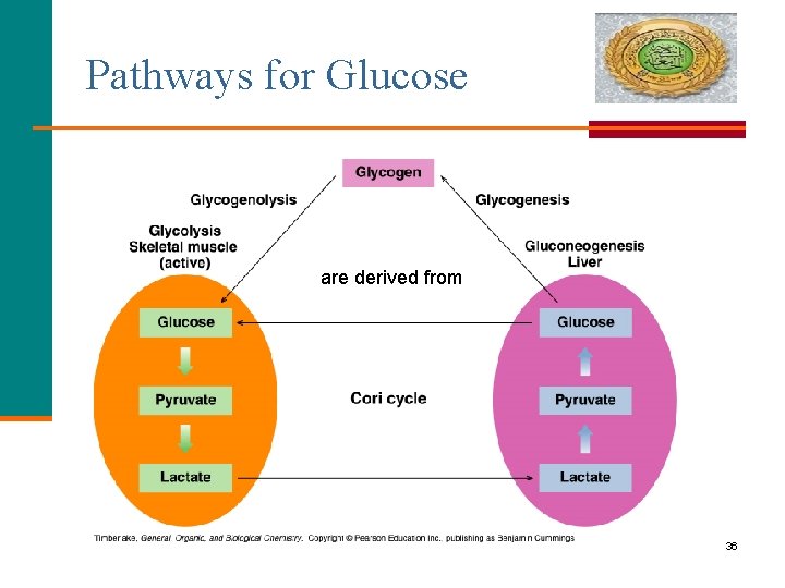 Pathways for Glucose are derived from 36 