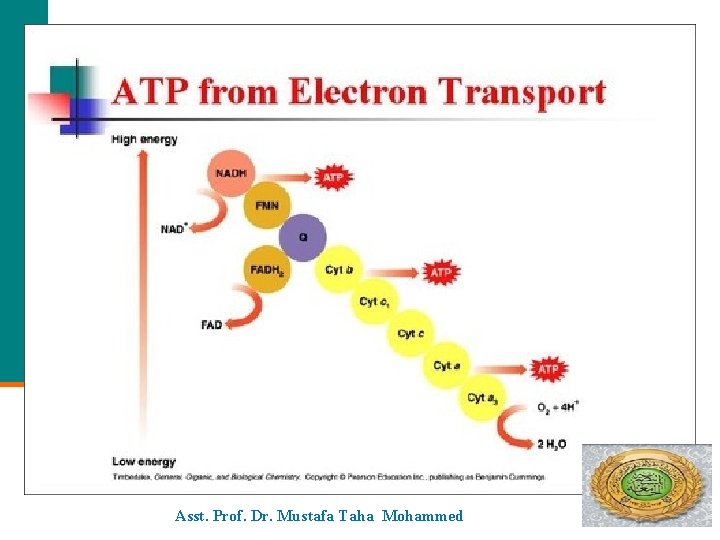 ATP Electron Transport Asst. Prof. Dr. Mustafa Taha Mohammed 