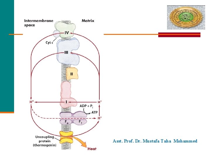 Asst. Prof. Dr. Mustafa Taha Mohammed 